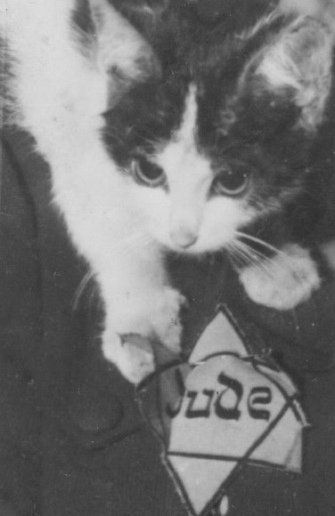 Mendel Grossmans cat